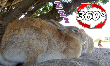 [360 Video] Experience the laid-back daily life of a rabbit.
