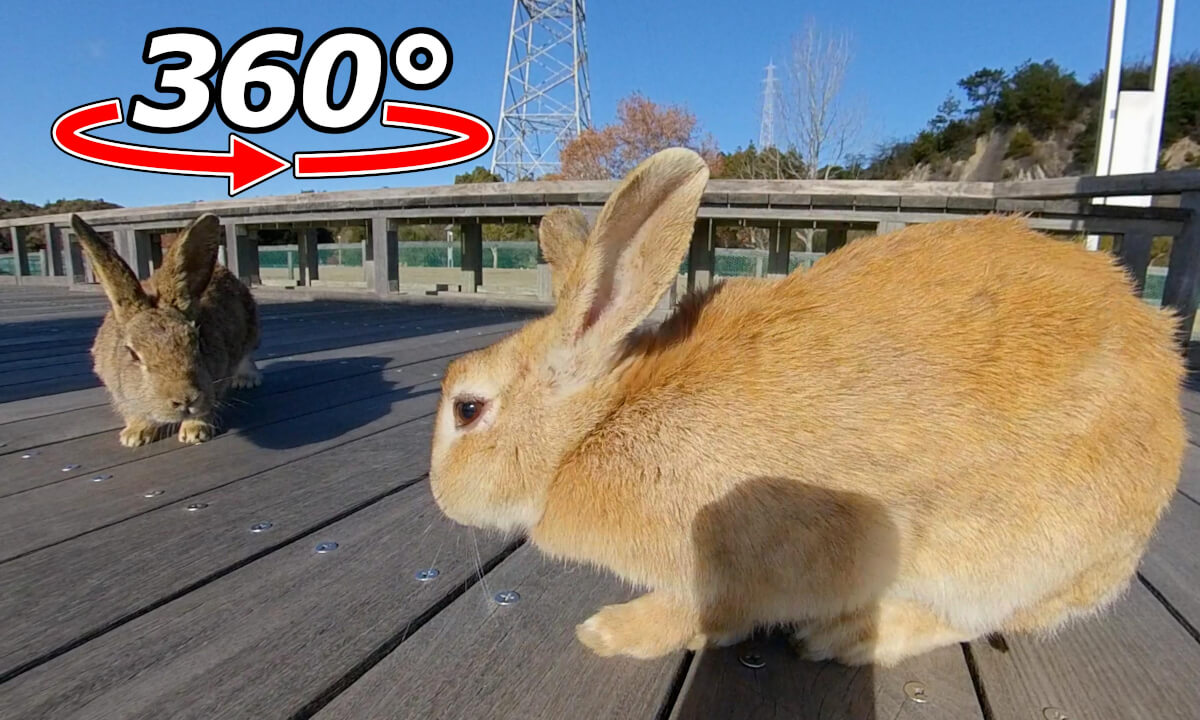 VR 360° | This is mine! The rabbit will monopolize the food.