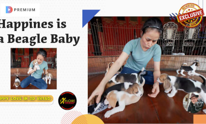 Beagle Babies Attack With Puppy Love Beagle Babies Attack With Puppy Love