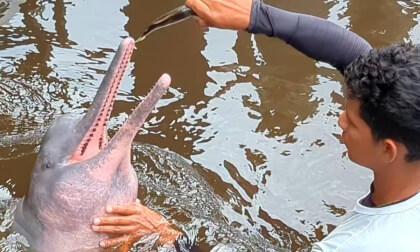 Pink Dolphins VR Video Pink Dolphins VR