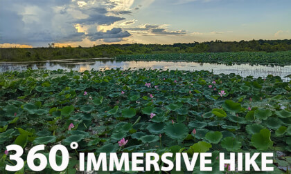Fogg Dam - Humpty Doo - Northern Territory VR Video Fogg Dam - Humpty Doo - Northern Territory VR
