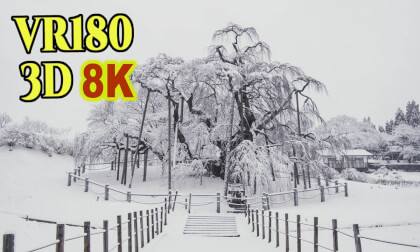 Old 3D images of  Snowy Cherry Trees in Fukushima,Japan inserted into 8K 3D VR180