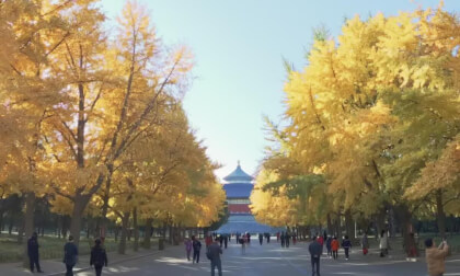 The Temple of Heaven 25.2.2 VR Video The Temple of Heaven 25.2.2 VR