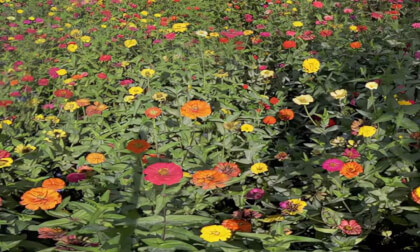 ShenYang Cityscape 25.14.18 VR Video ShenYang Cityscape 25.14.18 VR