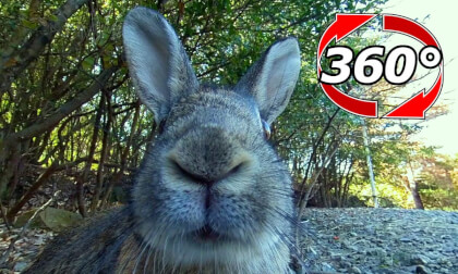 [360 Video] The rabbit is looking at me awesome.