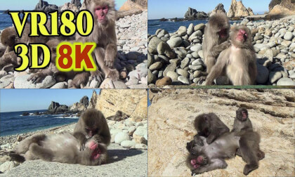 Japanese monkeys sunbathing on the beach of the Izu Peninsula in JAPAN , shot on SONY HDR-TD10 VR Video Japanese monkeys sunbathing on the beach of the Izu Peninsula in JAPAN , shot on SONY HDR-TD10 VR