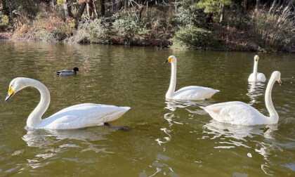The Swans 🦢 Shot on Qoocam Ego VR Video The Swans 🦢 Shot on Qoocam Ego VR