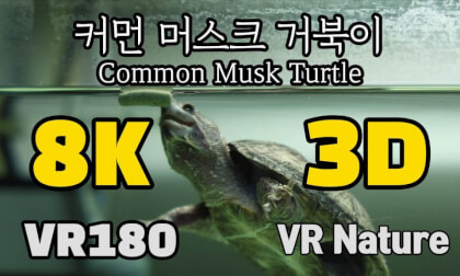 [VR Nature] Common Musk Turtle 커먼 머스크 거북이 (사향거북이)