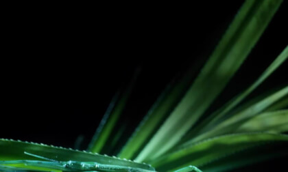 insects - small phew phew VR Video insects - small phew phew VR