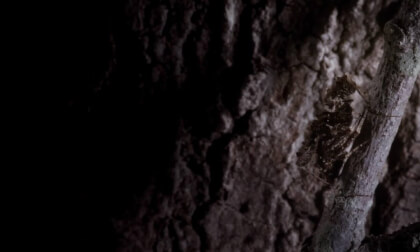 insects - food for danger noodle VR Video insects - food for danger noodle VR