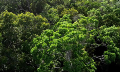 some insect wow VR Video some insect wow VR