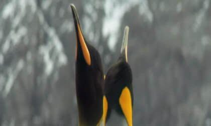 ice bird big one VR Video ice bird big one VR