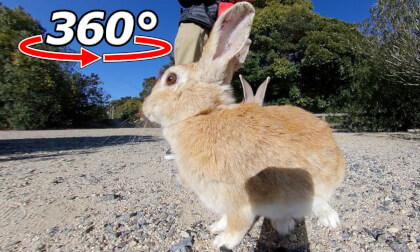 VR 360° | Surprised by the car! But the rabbits' appetites are unstoppable. VR Video VR 360° | Surprised by the car! But the rabbits' appetites are unstoppable. VR