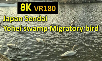 Japan Sendai Yohei swamp Migratory bird