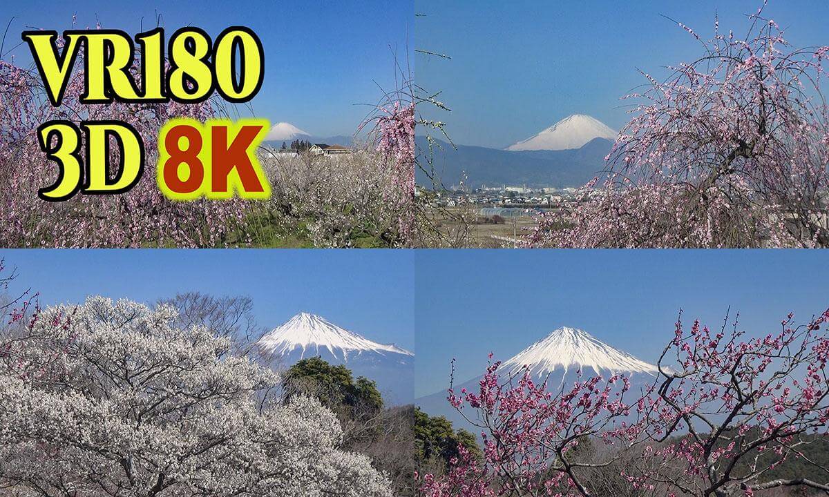 Famous plum blossoms viewing spots with Mt. Fuji in the background in JAPAN