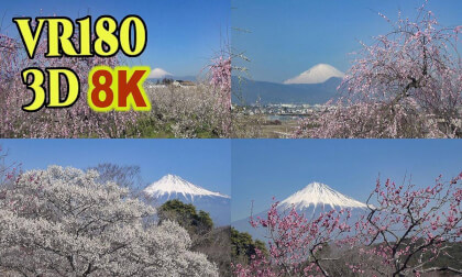 Famous plum blossoms viewing spots with Mt. Fuji in the background in JAPAN