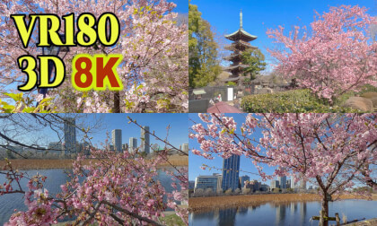 Early blooming cherry blossoms - Kawazu zakura - around Ueno Park,Tokyo ,Japan
