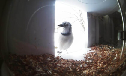 Blue Jay (bird) in VR Birdfeeder Studio™