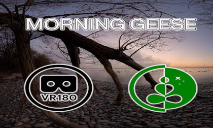MORNING GEESE. VR180 Relaxing Nature
