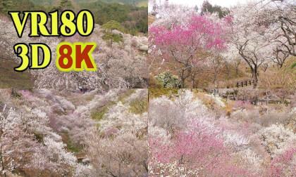 Yoshino-Baigo 2013 ,former famous plum blossoms viewing spot in Oume , Tokyo , JAPAN VR Video Yoshino-Baigo 2013 ,former famous plum blossoms viewing spot in Oume , Tokyo , JAPAN VR