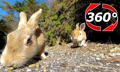 [360 Video] The place was taken away by the rabbit that came later.