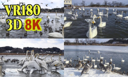 Old 3D images of  swans and ducks in Izu-numa,Miyagi,Japan inserted into 8K 3D VR180 Old 3D images of  swans and ducks in Izu-numa,Miyagi,Japan inserted into 8K 3D VR180