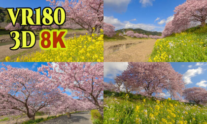Early blooming cherry blossoms - KAWAZU-ZAKURA - in Izu Peninsula,Shizuoka Prefecture,Japan