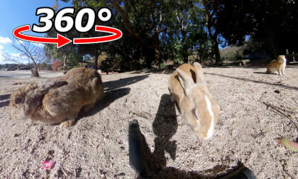 VR 360° | The rabbits gradually gather together! However, there is a subtle sense of distance between each of them.