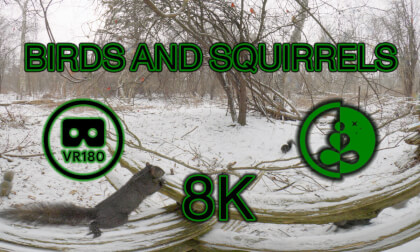 BIRDS AND SQUIRRELS | VR180 | Nature Experience