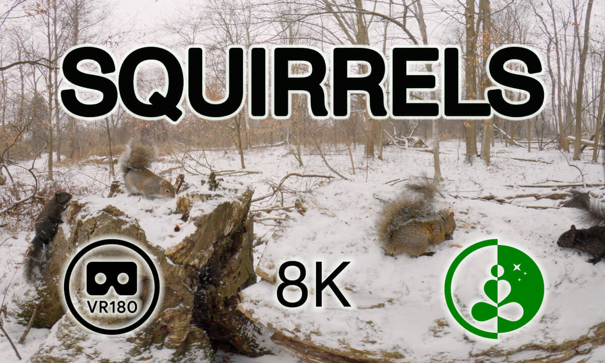 SQUIRRELS IN THE FOREST | VR180 Nature Experience