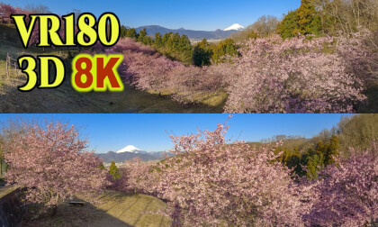Early blooming cherry blossoms with Mt.Fuji , Japan