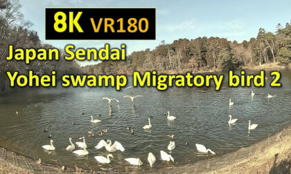 Japan Sendai Yohei swamp Migratory bird 2