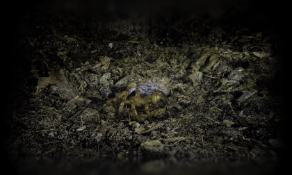 Micro.Monsters.VR.The.Trap.Door.2020.x264.Opus.SkinnyV VR Video Micro.Monsters.VR.The.Trap.Door.2020.x264.Opus.SkinnyV VR