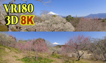 Plum blossoms with Mt.Fuji at Iwamotoyama-park in Shizuoka Prefecture,Japan