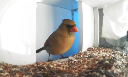 Female Cardinal in VR Birdfeeder Studio™ VR Video Female Cardinal in VR Birdfeeder Studio™ VR