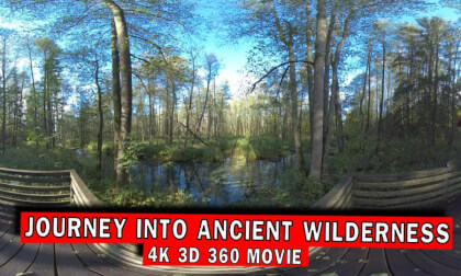 Białowieża National Park: A VR Journey Into Ancient Wilderness | 360 3D 4K VR Video Białowieża National Park: A VR Journey Into Ancient Wilderness | 360 3D 4K VR