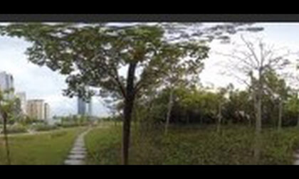 8k woods VR Video 8k woods VR