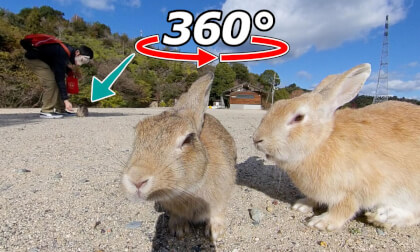 VR 360° | Rabbits enjoying food! However, there are some rabbits that you cannot approach. VR Video VR 360° | Rabbits enjoying food! However, there are some rabbits that you cannot approach. VR