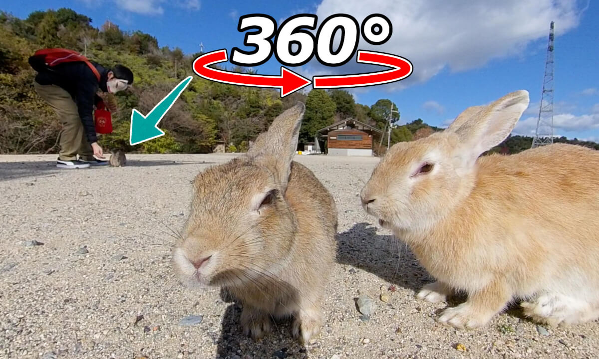 VR 360° | Rabbits enjoying food! However, there are some rabbits that you cannot approach.