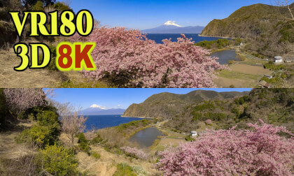 Early blooming cherry blossoms - KAWAZU ZAKURA - with Mt.FUji