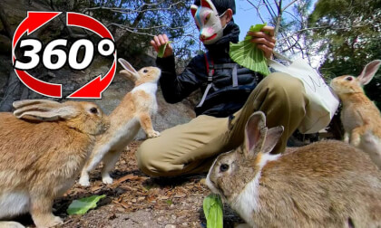 [360 Video] Rabbits gathering to feel the sign of cabbage.