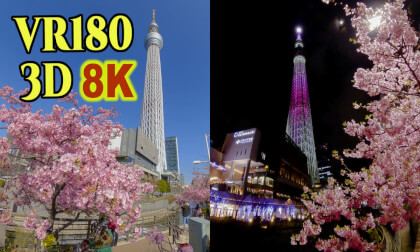 Early blooming cherry blossoms - KAWAZU ZAKURA - with TOKYO SKYTREE