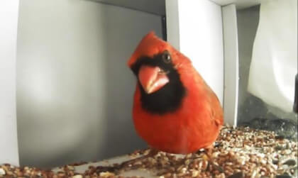 Mockumentary on Birds of the VR Bird Feeder Studio™