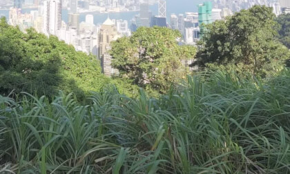 HongKong Tours 25.26.60 Victoria Peak VR Video HongKong Tours 25.26.60 Victoria Peak VR