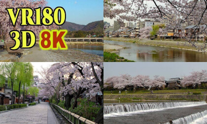Cherry Blossoms Scenery in Kyoto , JAPAN, shot on Panasonic AG-3DA1