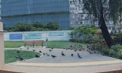 HongKong Tours 25.26.73 Kowloon Park VR Video HongKong Tours 25.26.73 Kowloon Park VR