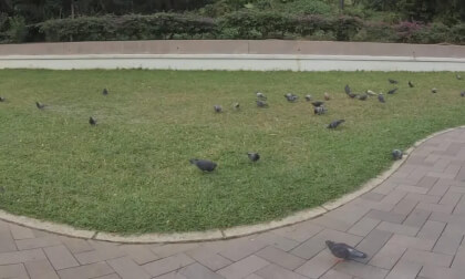 HongKong Tours 25.26.75 Kowloon Park VR Video HongKong Tours 25.26.75 Kowloon Park VR