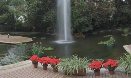 HongKong Tours 25.26.77 Kowloon Park VR Video HongKong Tours 25.26.77 Kowloon Park VR