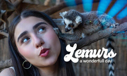 A wonderfull day with LEMURS | Huellitas Chile A wonderfull day with LEMURS | Huellitas Chile