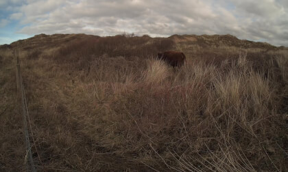 Matilda Tank on Braunton Burrows - Calf Visinse VR Video Matilda Tank on Braunton Burrows - Calf Visinse VR